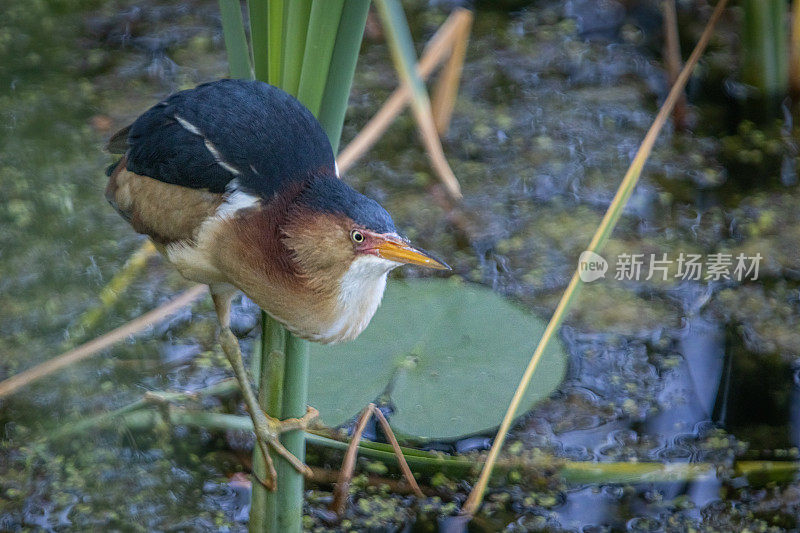 最小的麻鸦，(Ixobrychus exilis)， Avetorillo Americano, Petit Blongios。